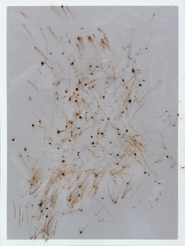 Thomas Wachholz, Honeycomb III, 2024