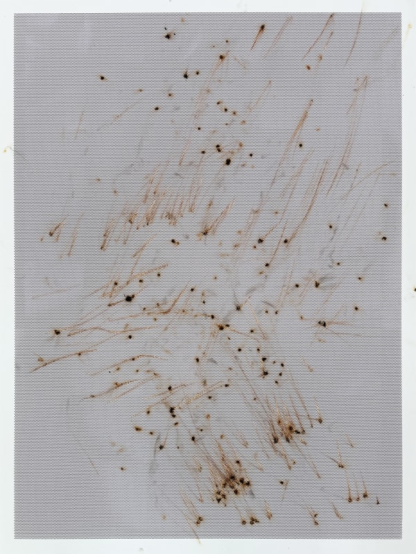 Thomas Wachholz, Honeycomb IV , 2024