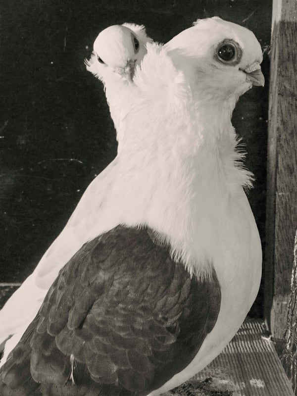 Johno Mellish, Two Doves, 2022