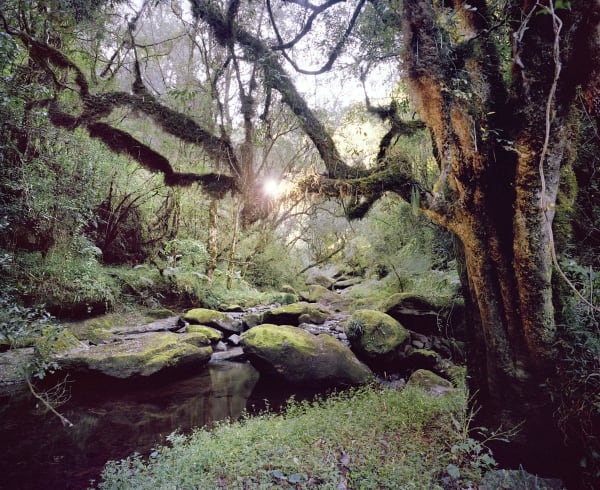 Johno Mellish, Forest Scene, 2016