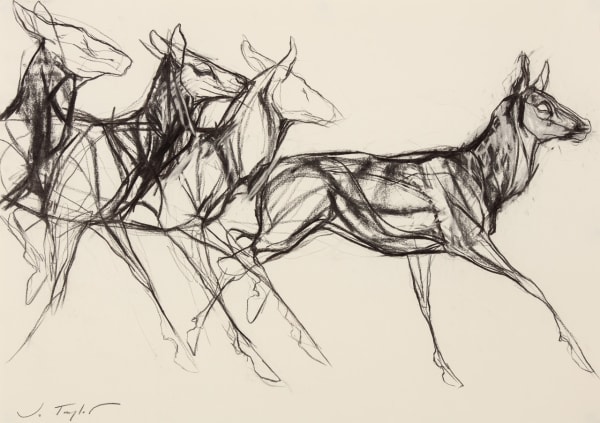 Jo Taylor Wild Things Charcoal on paper 23 x 33 "