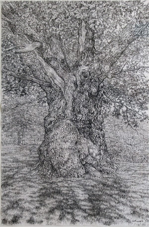 Roy Wright PS Shadows move Across the Ancient Oak Charcoal on paper 38 x 25 "