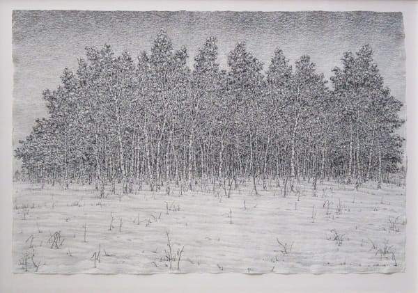 Roy Wright PS Snow Covers the Birch Forest Charcoal 27 x 40 "