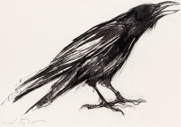 Jo Taylor Crow Charcoal 23 x 33 "