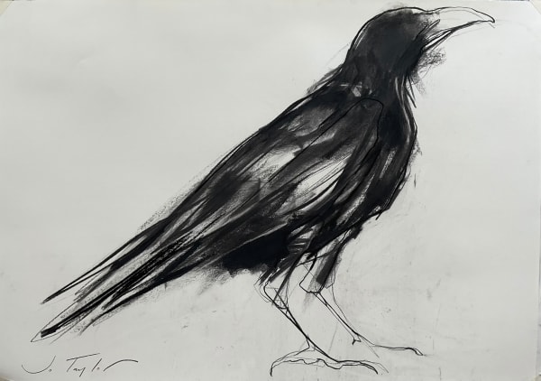 Jo Taylor Crow Charcoal on paper 22 x 33 "