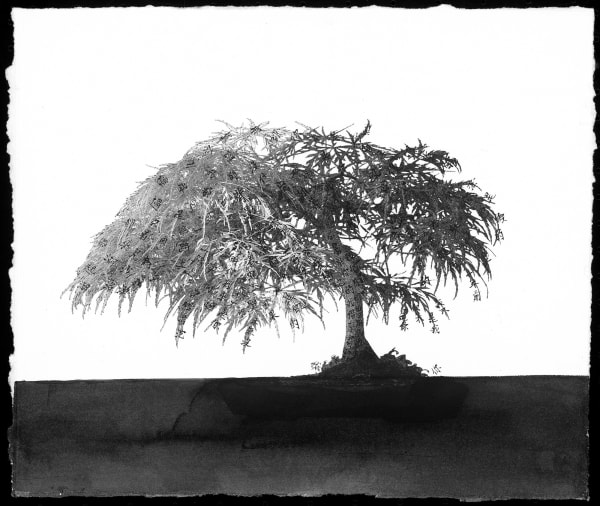 盆栽系列 II – II Bonsai Series II – II