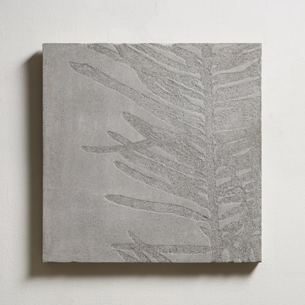 北美花旗松 No. 5 North American Douglas Fir No. 5