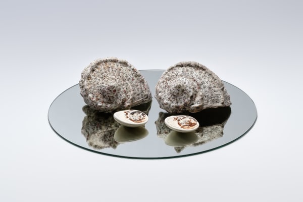 獻給疫情受難者-夜光蠑螺-原始II Dedication to the Victims of Pandemic - Turbo Marmoratus - Raw II