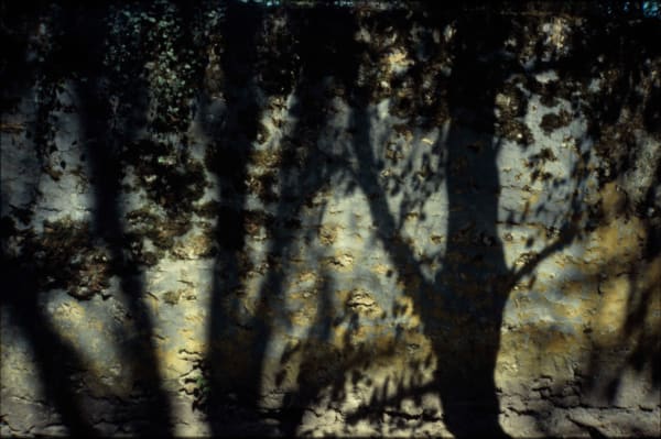 樹影牆(巴黎) Tree Shadows on the Wall (Paris)