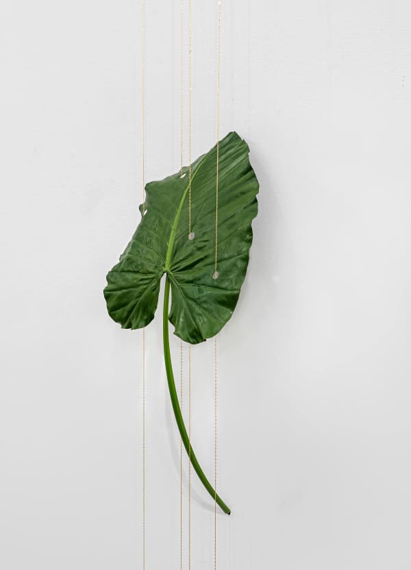 Tania Pérez Córdova, Alocasia Macrophyllus, 2022