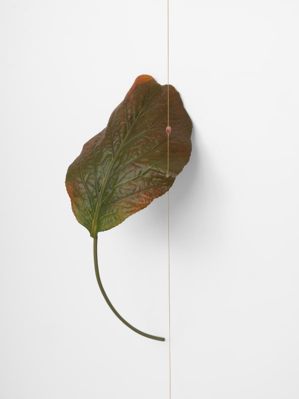 Tania Pérez Córdova, Rumex alpinus L., 2022