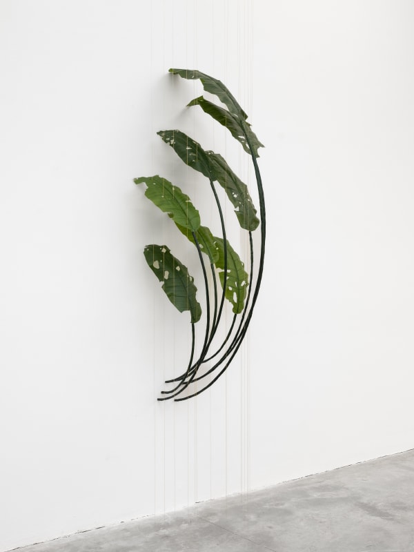 Tania Pérez Córdova, Banana (80% chance of rain), 2022