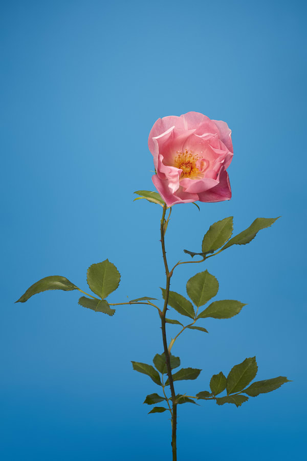 Luke Stephenson, The Lady's Blush, 2018