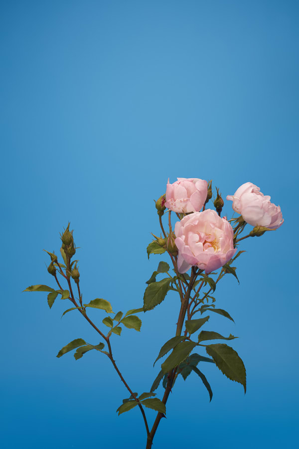 Luke Stephenson, Scarborough Fair, 2017