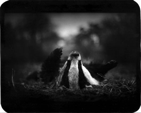 Giacomo Brunelli, Badger Legs, 2005-2009
