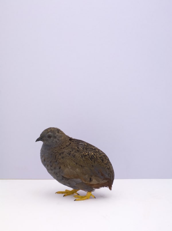 Luke Stephenson, Chinese Painted Quail #1, 2009