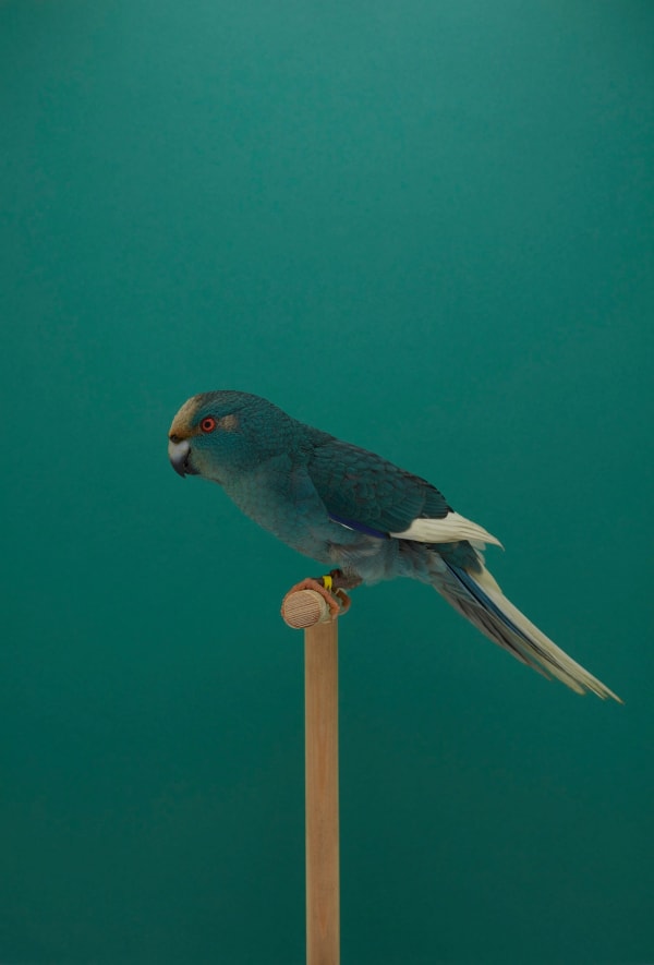 Luke Stephenson, Kakariki #1 (Blue Pied), 2018