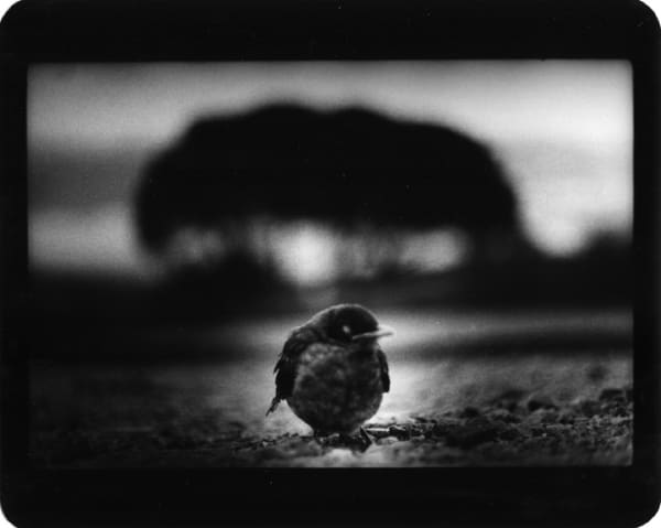 Giacomo Brunelli, Bird Trees Behind, 2005-2008