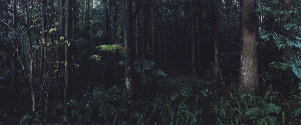 Chrystel Lebas, Regarding Forests, Yakushima #18, 2017