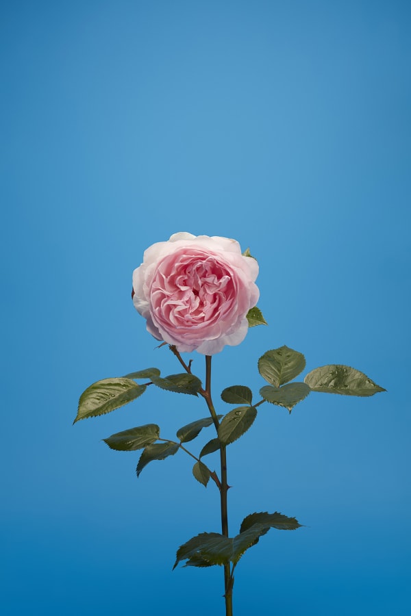 Luke Stephenson, Olivia Rose Austin, 2017