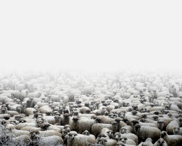 Tamas Dezso, Sheep farm (Silvasu de Sus, West Romania), 2011