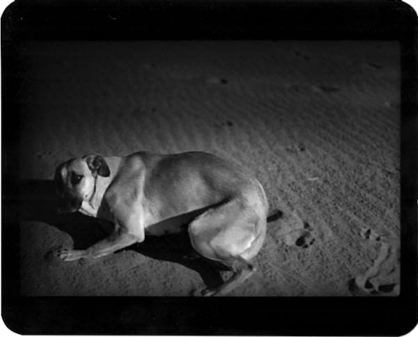 Giacomo Brunelli, Dog In The Sand, 2005-2009