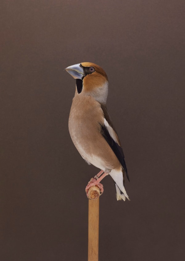 Luke Stephenson, Hawfinch #1, 2019