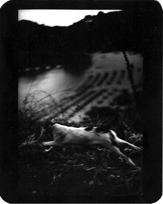 Giacomo Brunelli, Cat Jumping Sand, 2005-2009