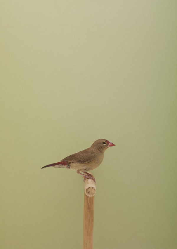 Luke Stephenson, Red Billed Fire Finch #2, 2016