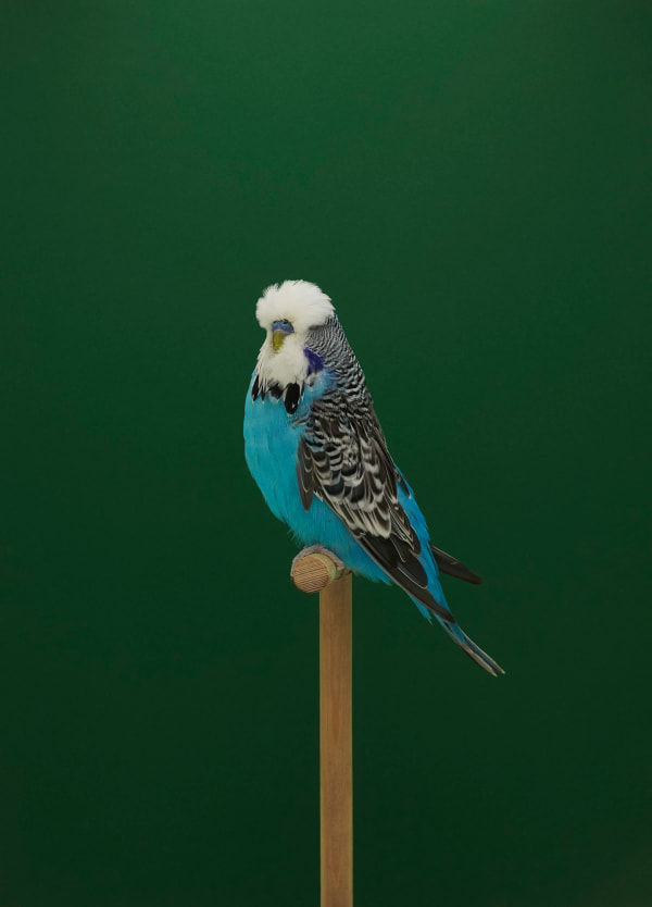 Luke Stephenson, Budgie #12, 2019