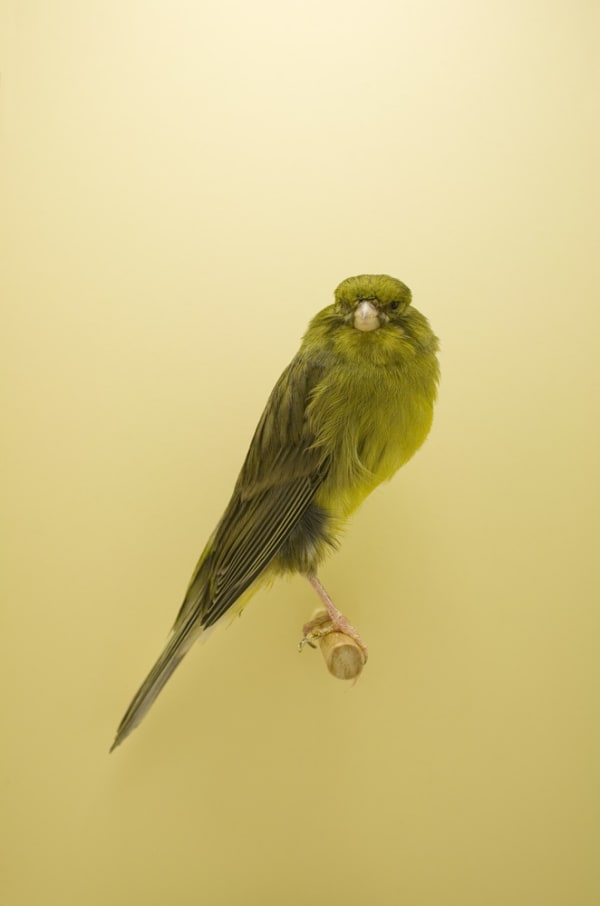 Luke Stephenson, Canary #4, 2009
