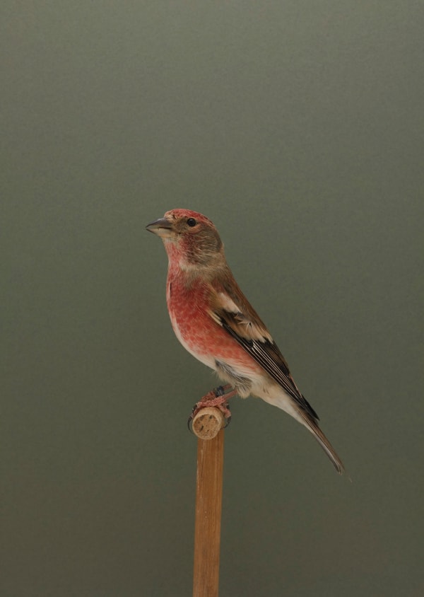 Luke Stephenson, Linnet x Crossbill #1, 2017