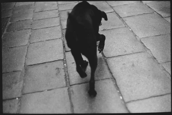 Giacomo Brunelli, Untitled #09 (Dog Alley), 2022