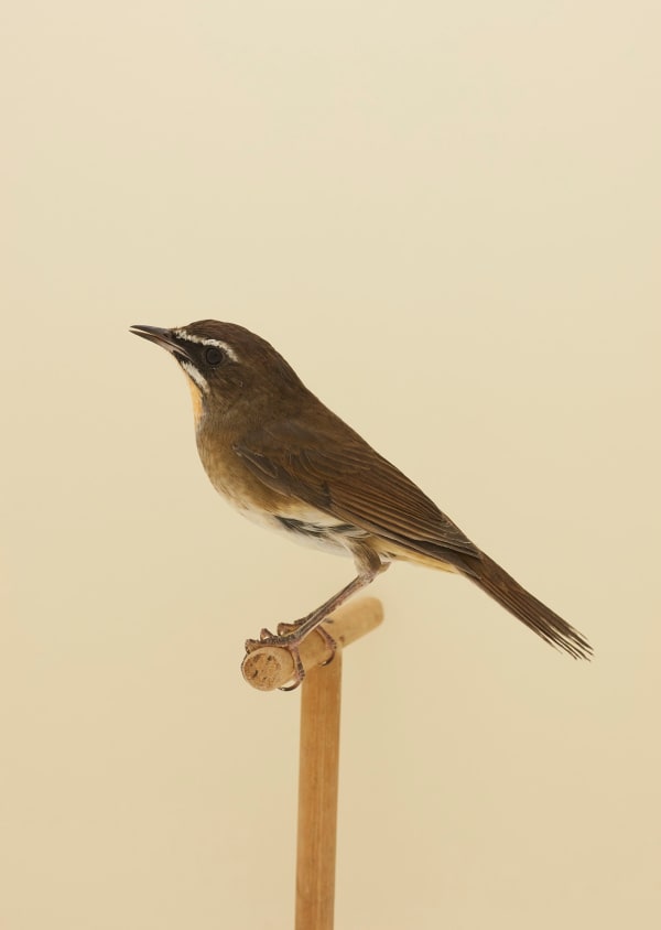 Luke Stephenson, Rubythroat #1, 2018
