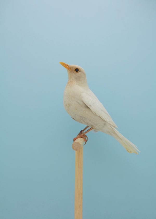 Luke Stephenson, Satinette Blackbird #1, 2019
