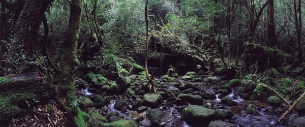 Chrystel Lebas, Regarding Forests, Shiratani Unsuikyo Ravine #38, Yakushima, 2019