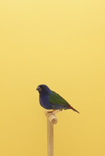 Luke Stephenson, Forbes Parrot Finch #1, 2012
