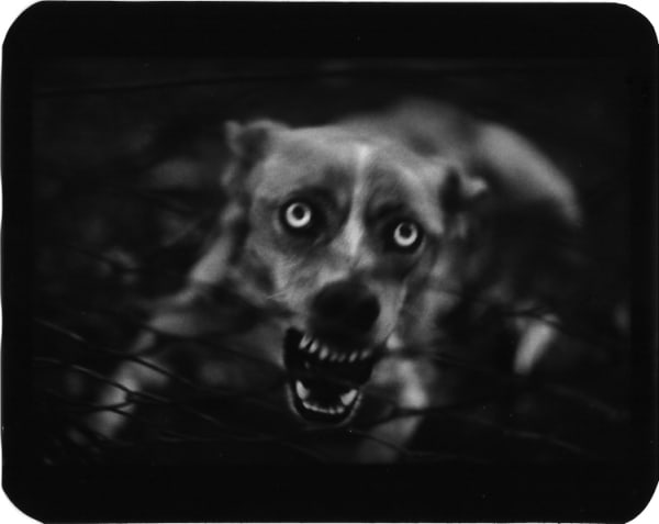 Giacomo Brunelli, Dog, 2005-2008