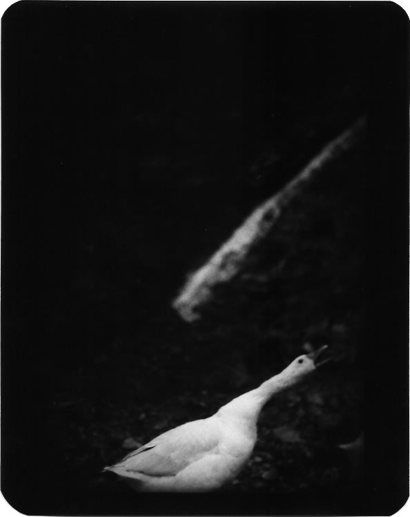Giacomo Brunelli, Goose Long Neck, 2005-2009