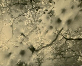 Miho Kajioka, BK0477, 2019