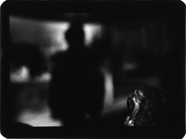 Giacomo Brunelli, Parrot, 2005-2009
