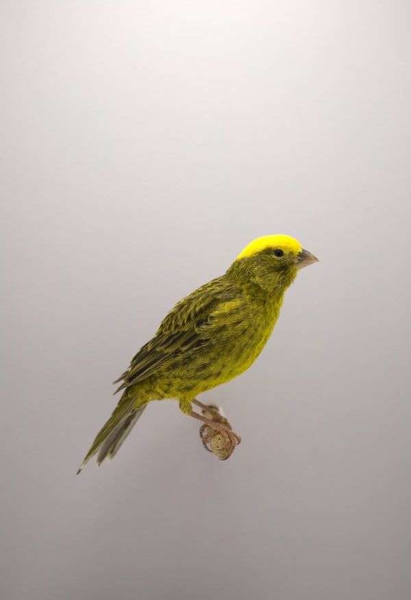 Luke Stephenson, Lizard Canary #1, 2009
