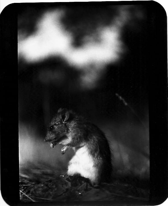 Giacomo Brunelli, Mouse Elba, 2005-2009
