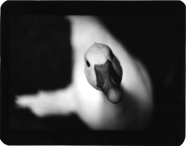 Giacomo Brunelli, Duck, 2005-2009