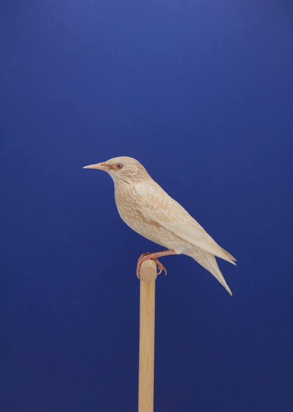 Luke Stephenson, Phaeo Starling #1 (Hen), 2019