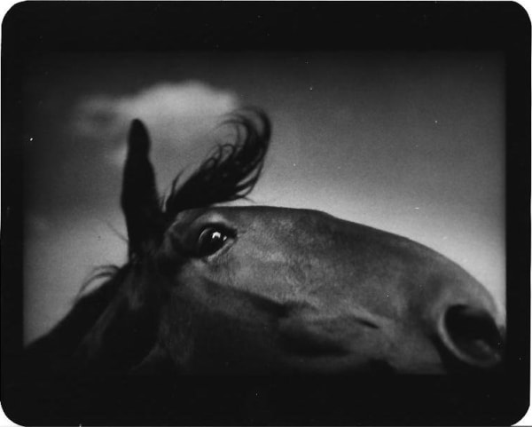 Giacomo Brunelli, Horse Cloud, 2005-2009
