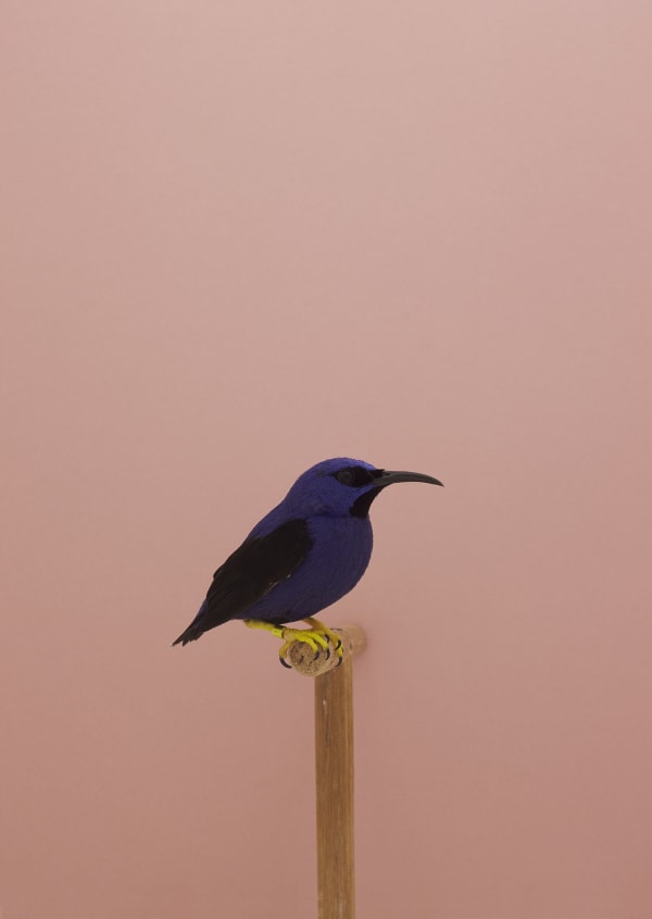 Luke Stephenson, Purple Honeycreeper #1, 2016