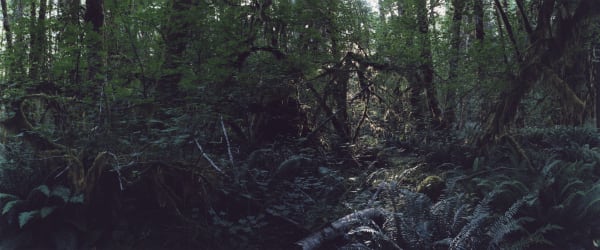 Chrystel Lebas, Regarding Forests, Bogashiel Rain Forest #21, Olympic National Park, 2019