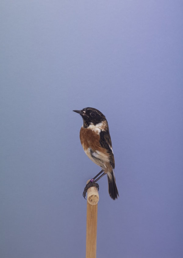 Luke Stephenson, Stonechat #1, 2016