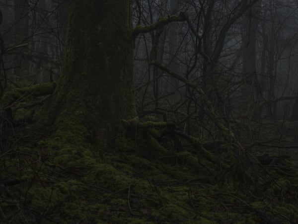Simon Roberts, Weeds and the Wilderness #9, 2018